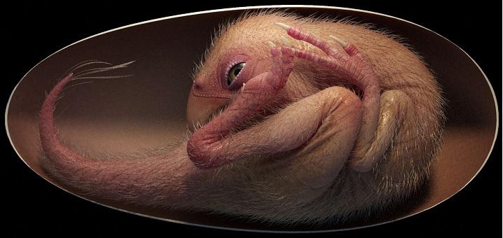 أوفيرابتوروصور