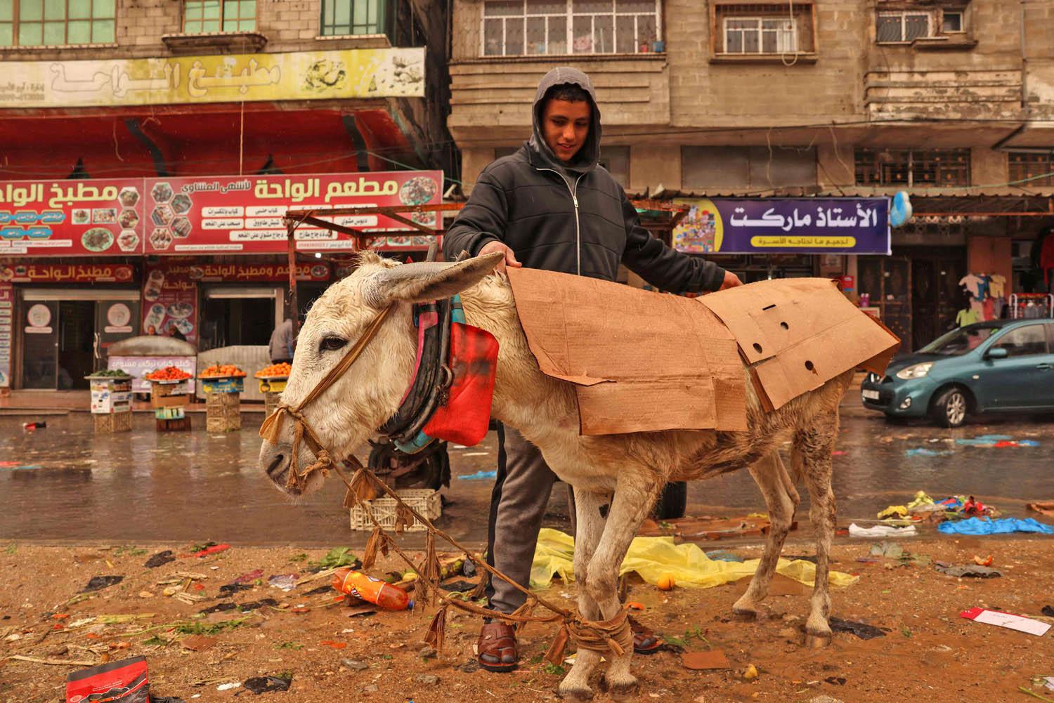 فلسطيني يغطي حماره في غزة مع تساقط الأمطار
