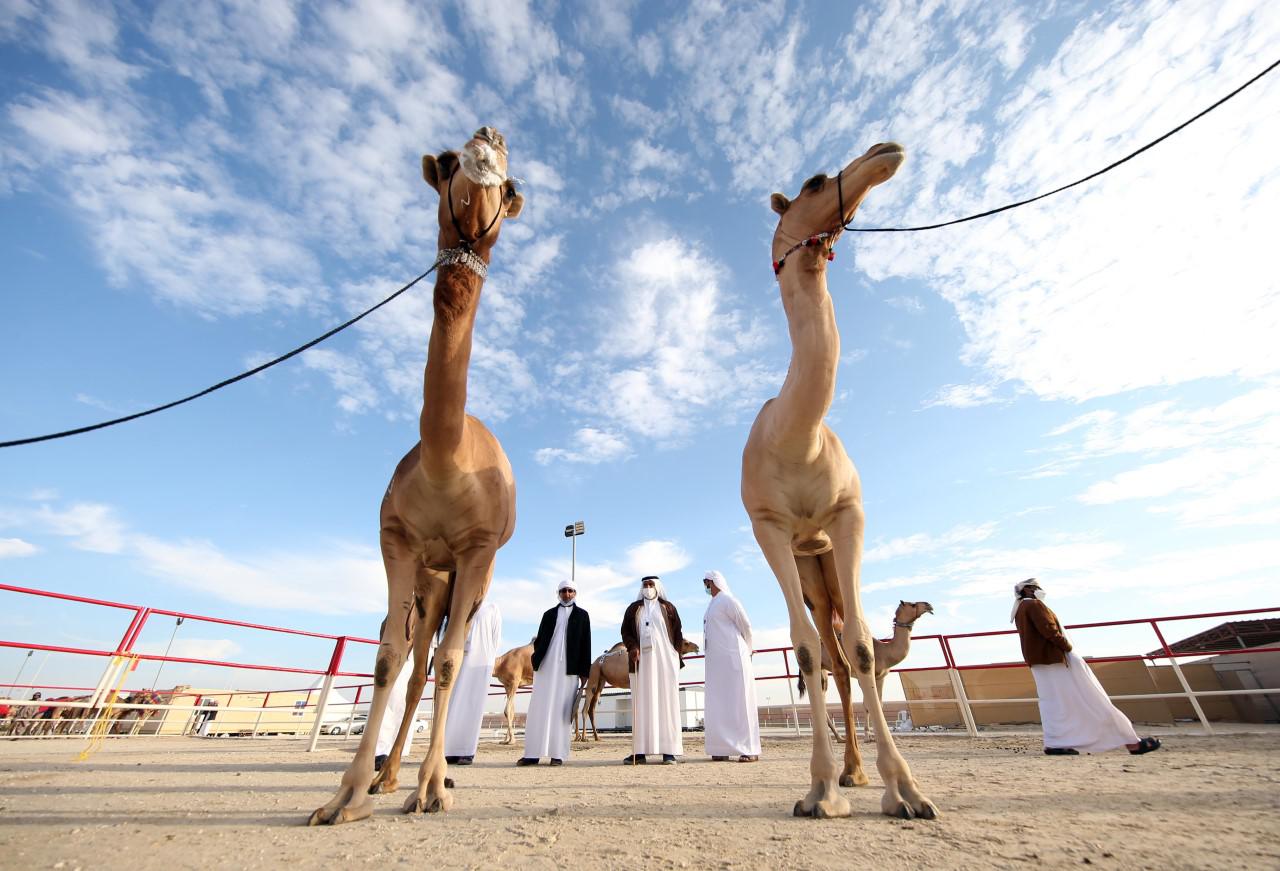 مهرجان الظفرة
