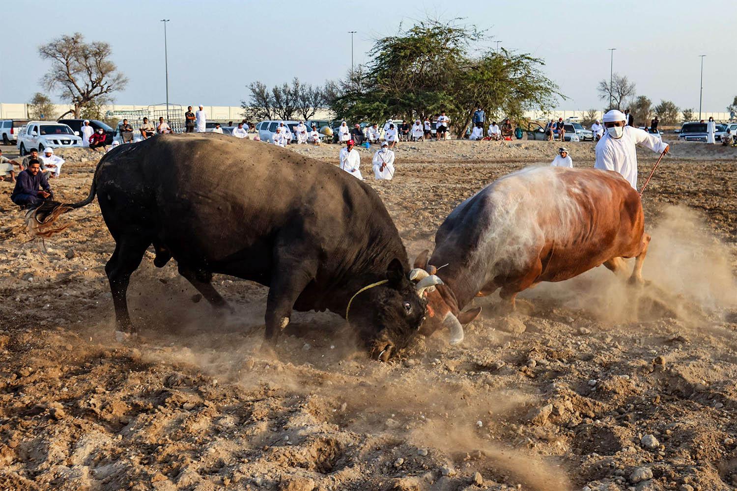 Bulls lock horns during a traditional bullfight in the Gulf emirate of Fujairah