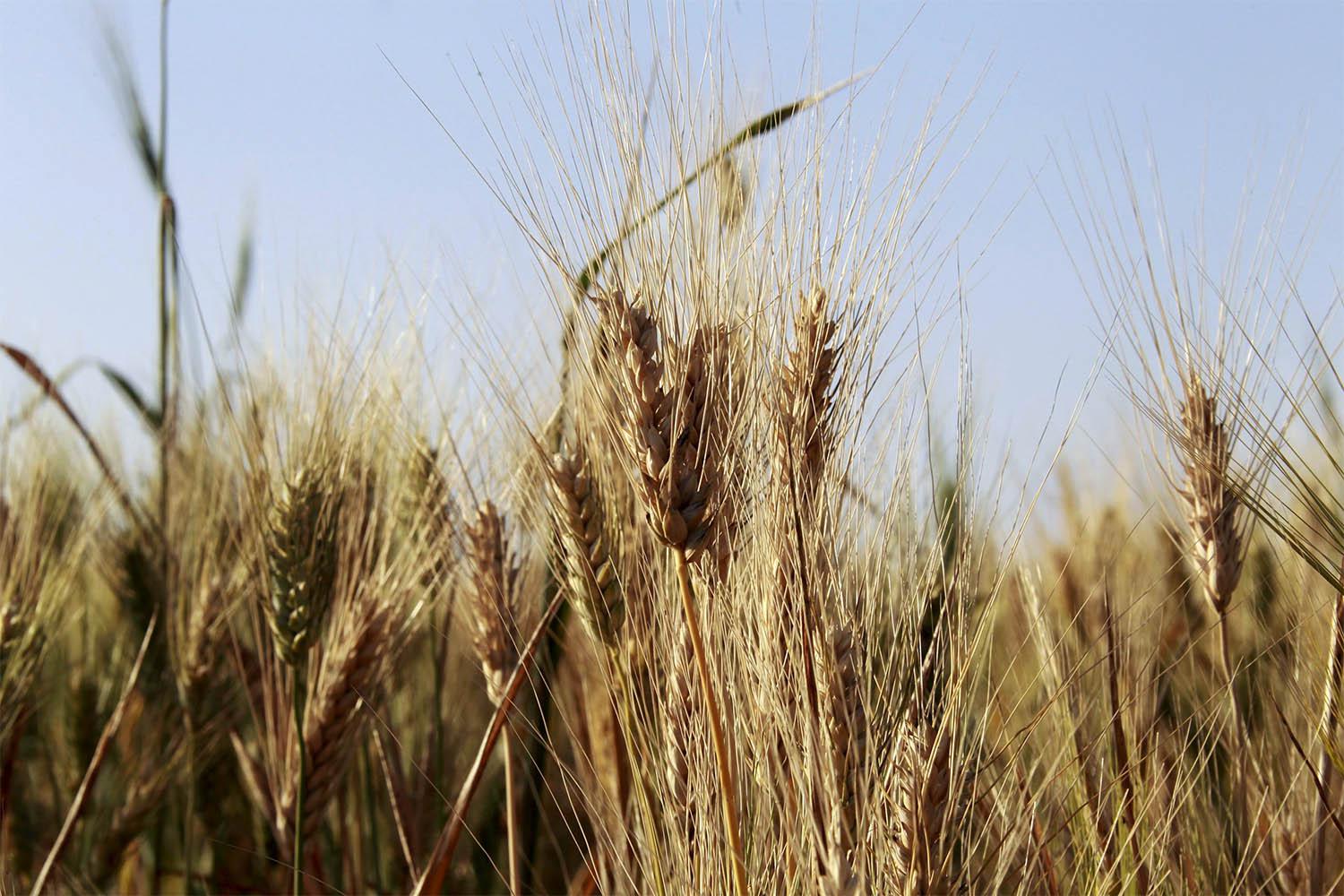 Lebanon is in talks with other countries to provide wheat