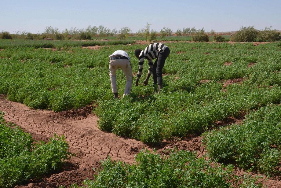الزراعة