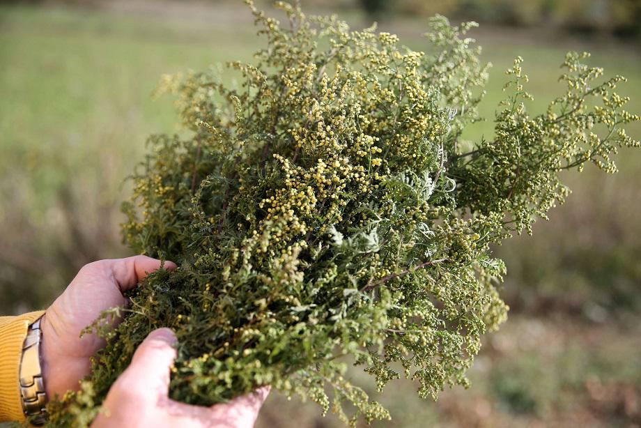 'غربة الشيح' 