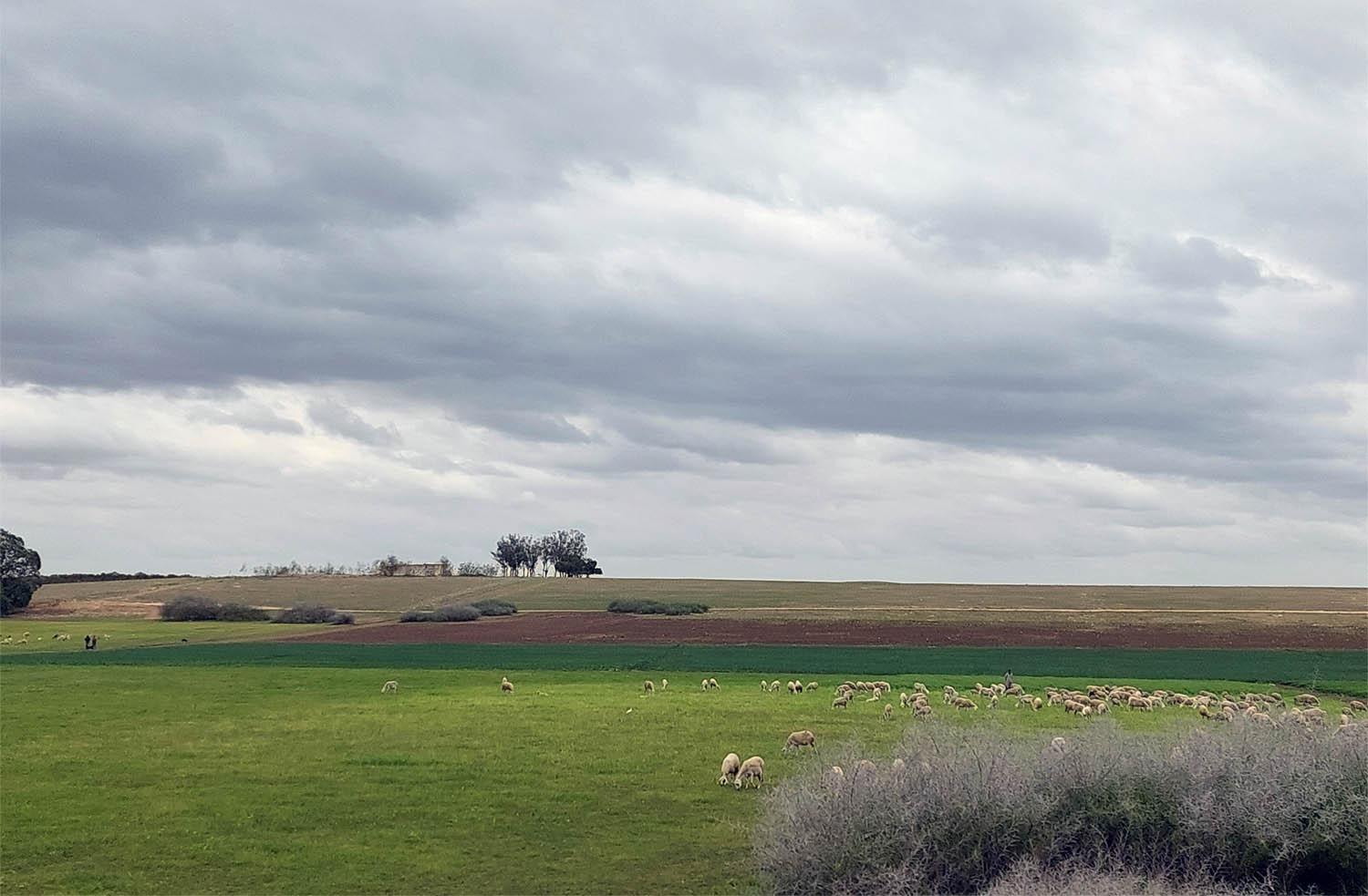 Farmland in the outskirts of Casablanca