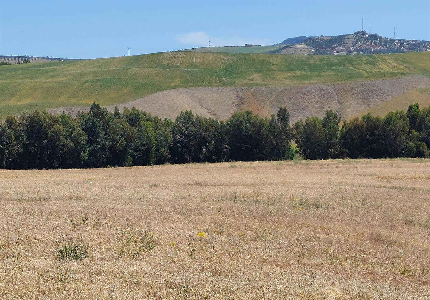 The drought has taken its toll on Morocco's cereal production