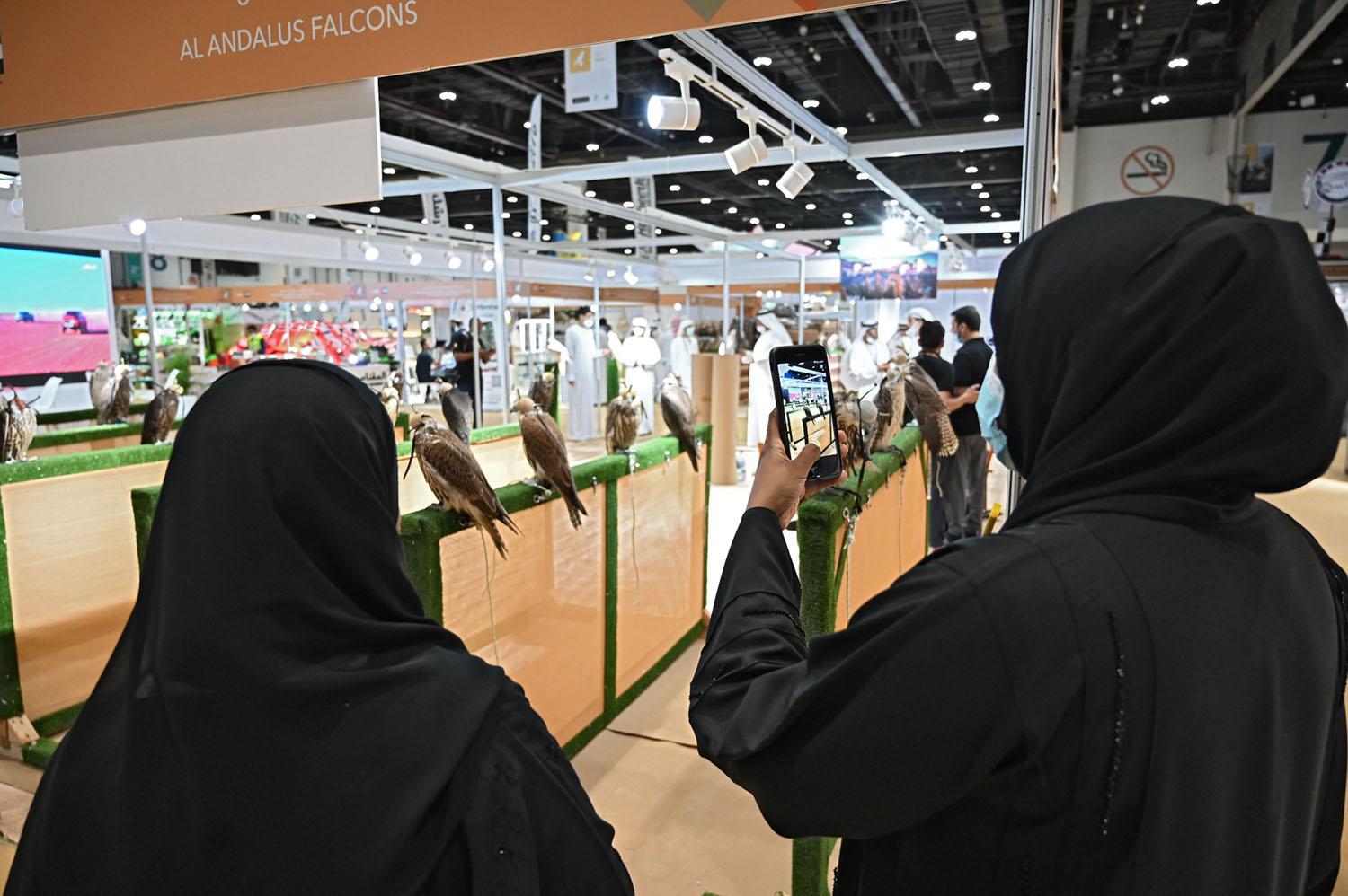 Falconry has become the sport of the Emirati family 