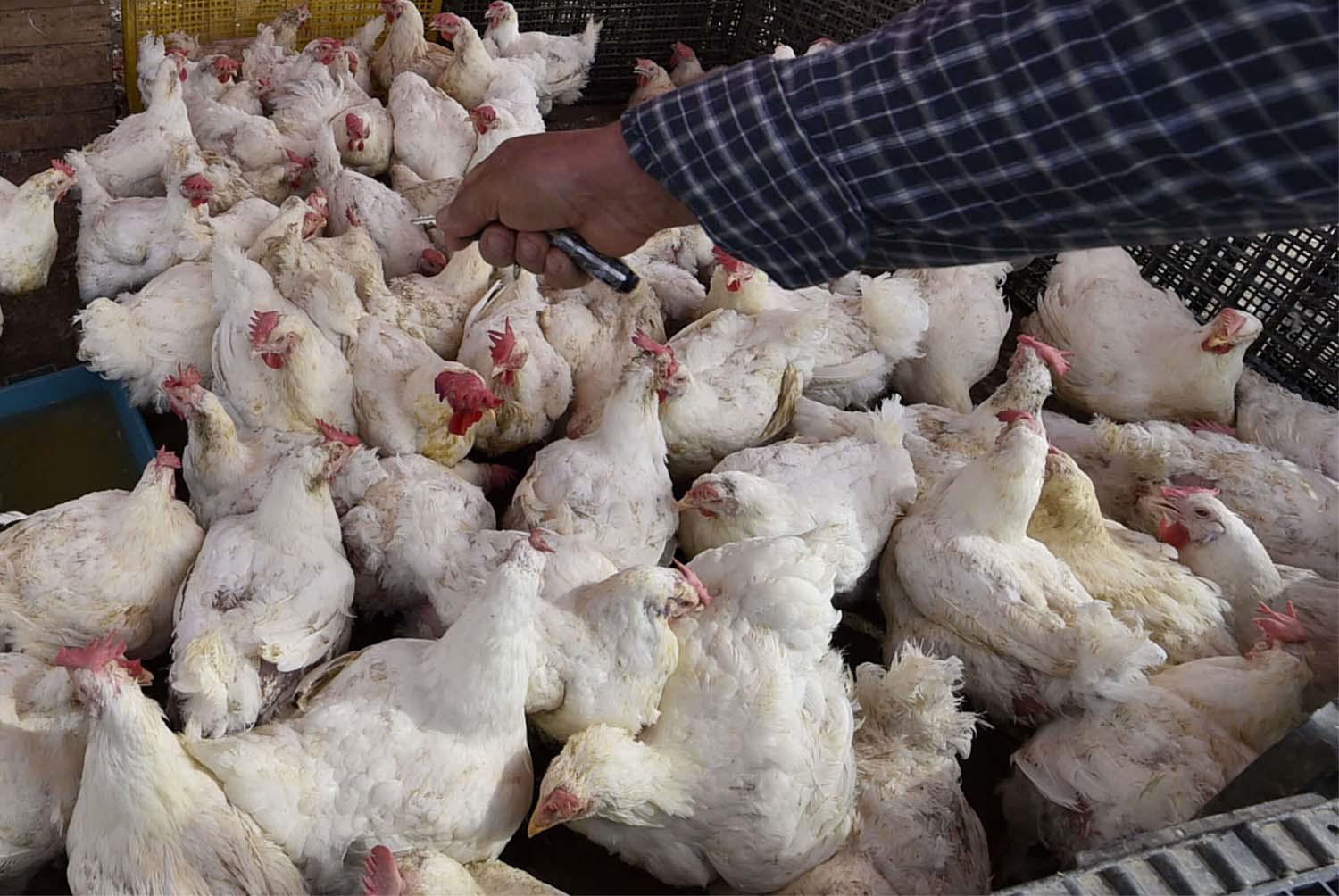 Poultry farm in Algeria