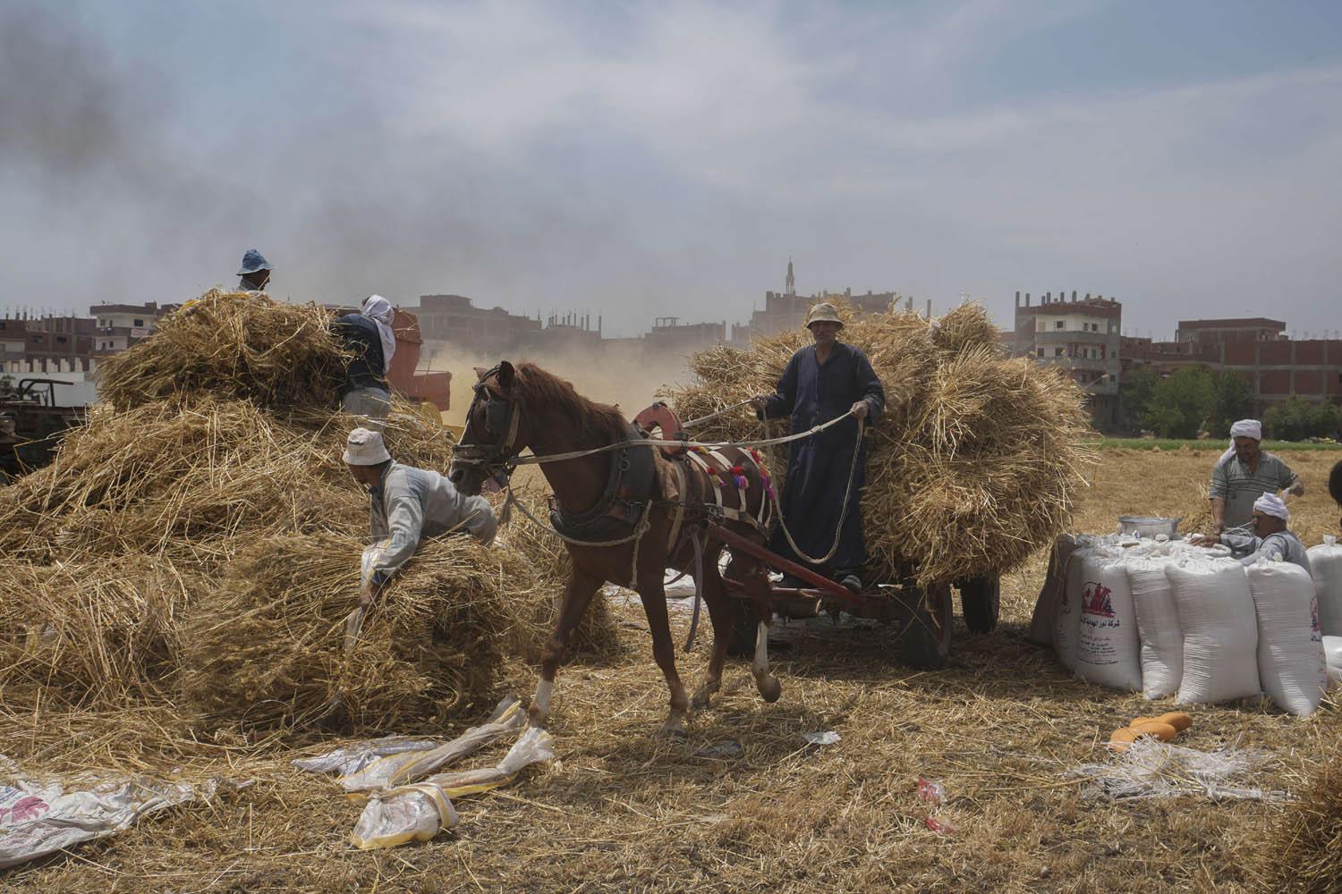 فلاحون مصريون يحصدون القمح في محافظة الشرقية في الدلتا