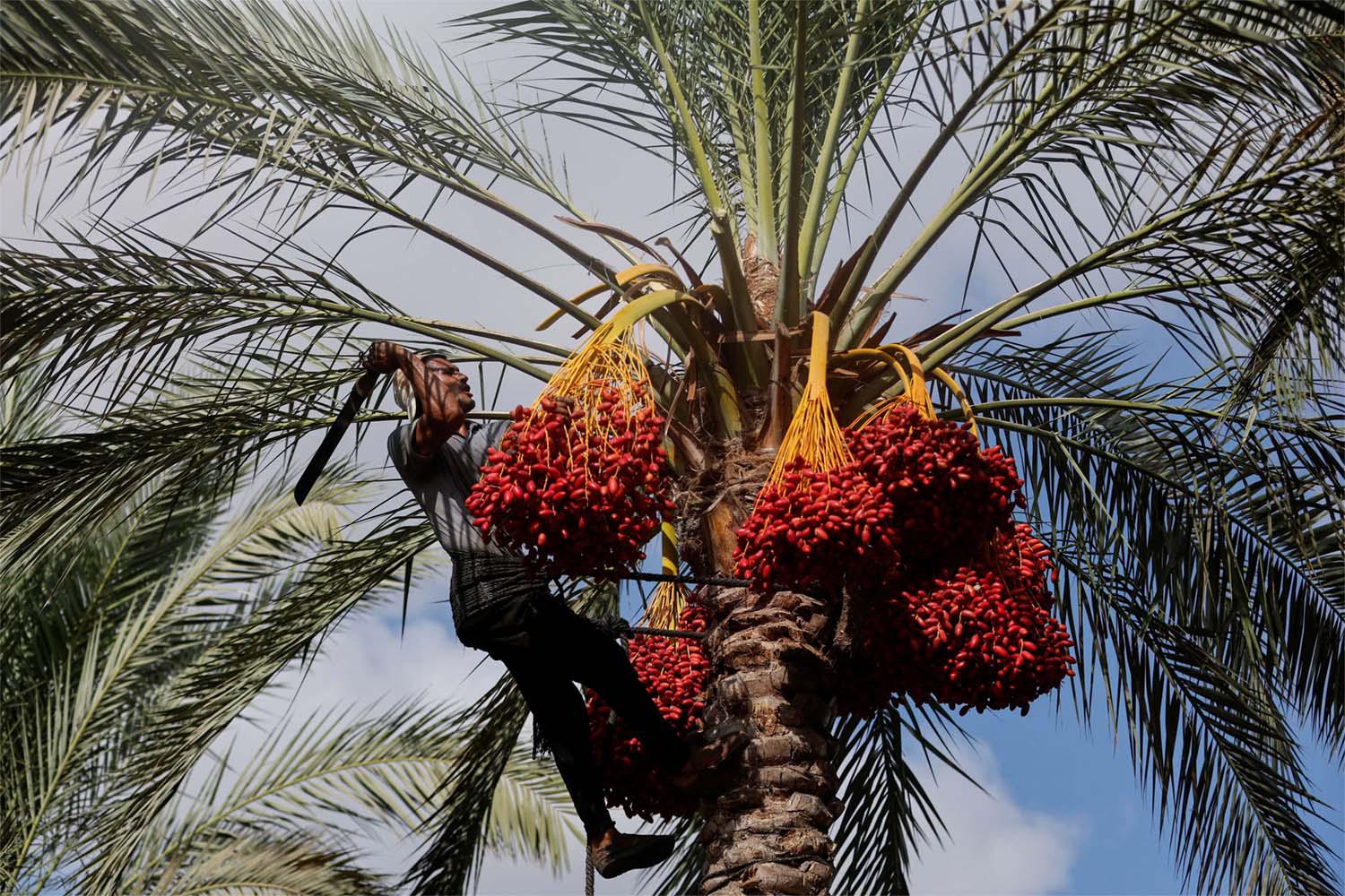 Climate change took its toll on the date harvest in Gaza