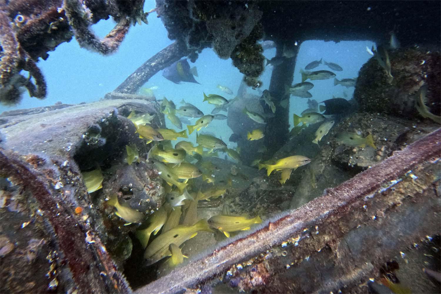 Fish swim in and out of rusted trucks and SUVs