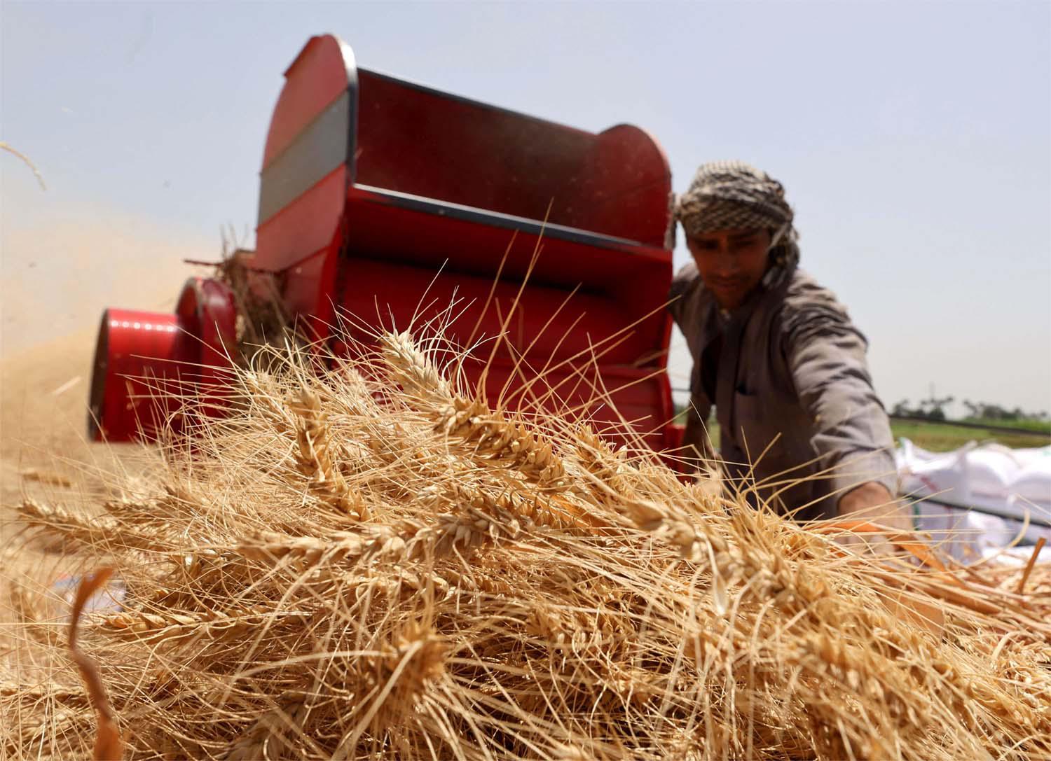 A farmer carries a bundle of wheat, after harvesting it from a field in Al Qalyubia Governorate, Egypt