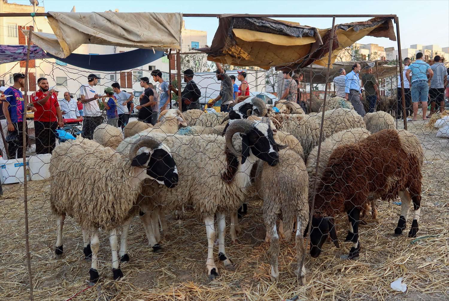 Sheep prices have risen by around a quarter