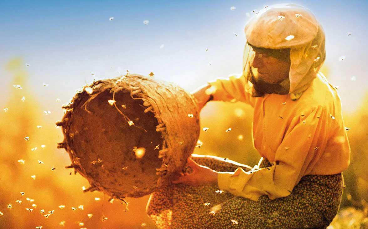 فيلم 'أرض العسل'