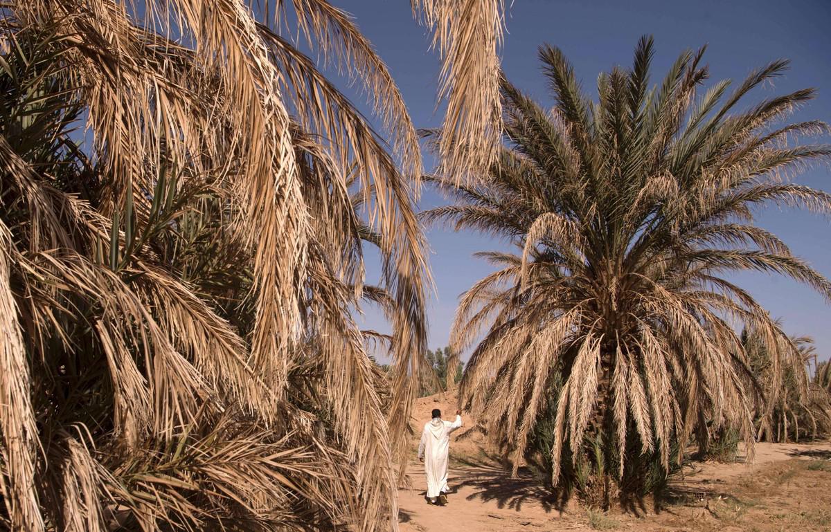 واحات النخيل