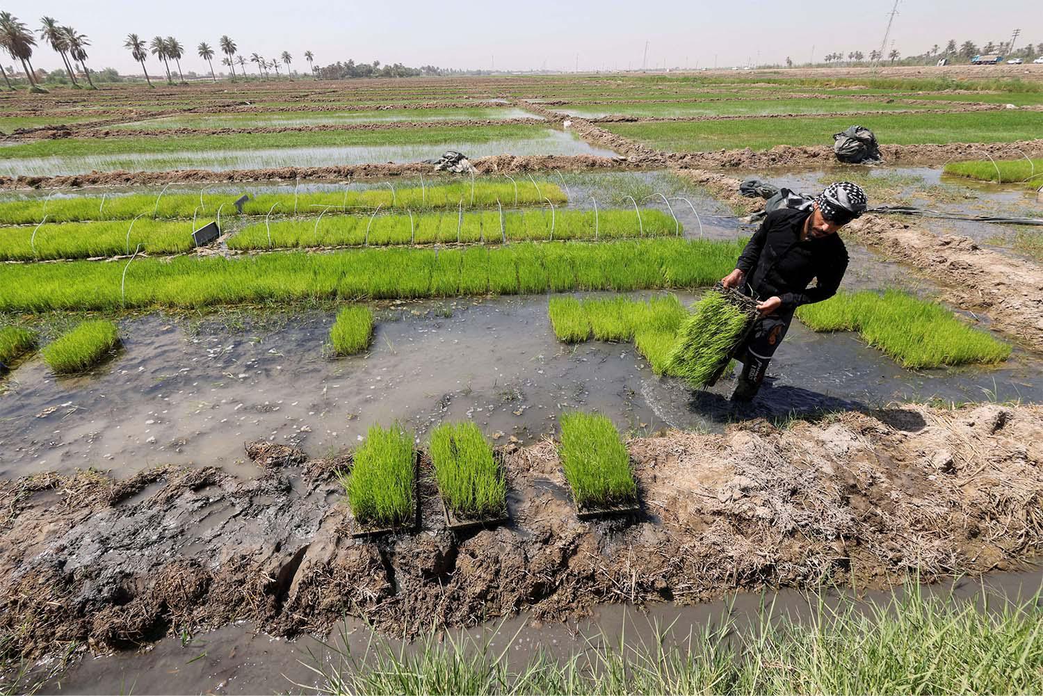 Iraq is one of the world's top 10 importers of rice and wheat