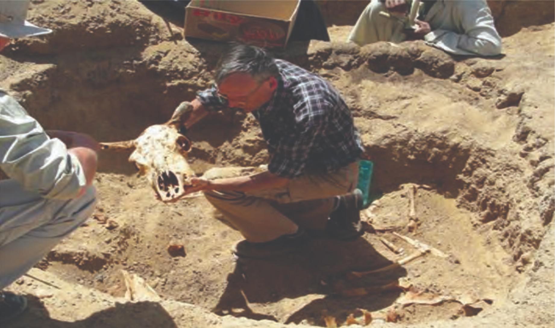 'العبادة الحيوانية' 