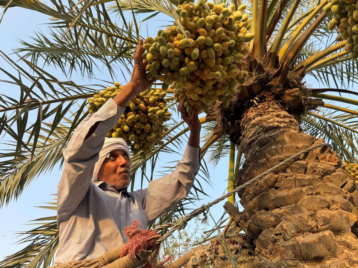نخيل العراق