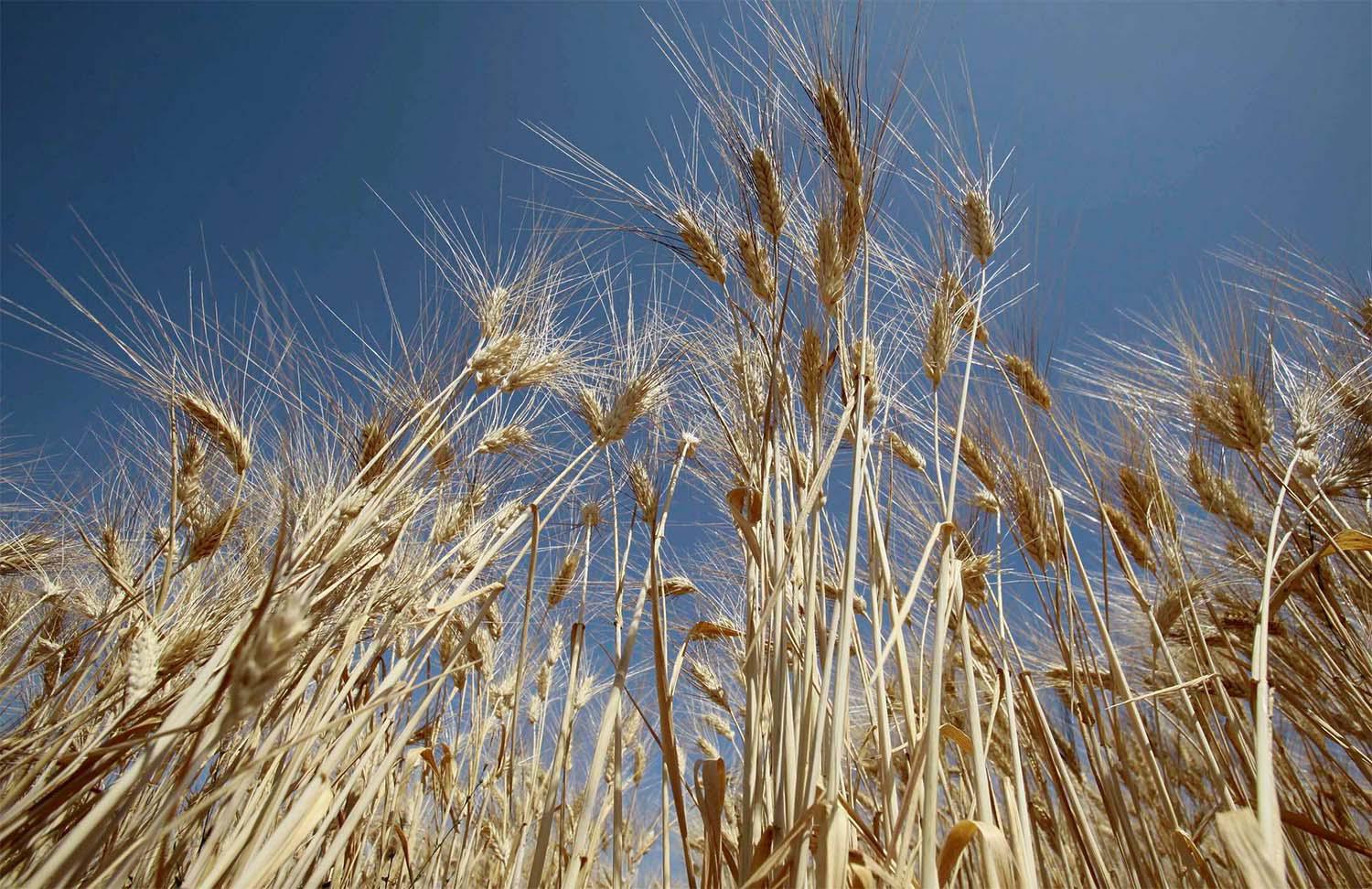 Algerian state grains agency says it treats all suppliers fairly regardless of their wheat's origin