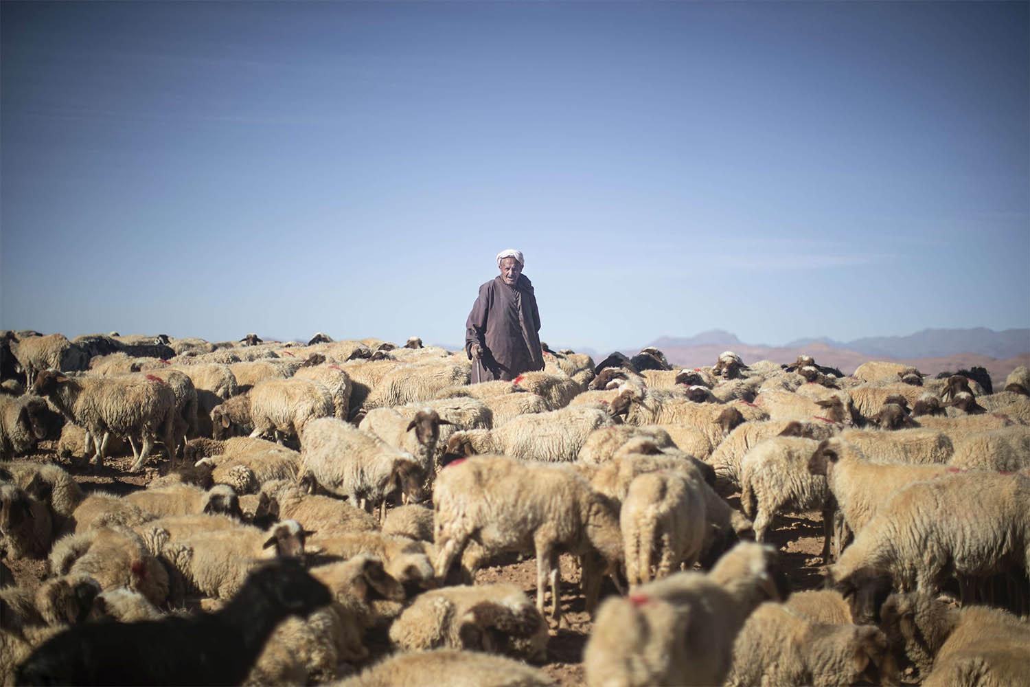 Years of drought have taken their toll on cattle and sheep
