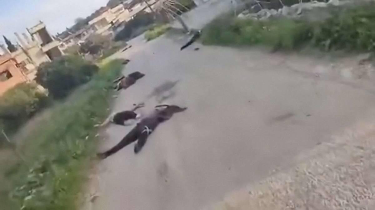 جثث لضحايا اعدامات في قرية الشير في اللاذقية