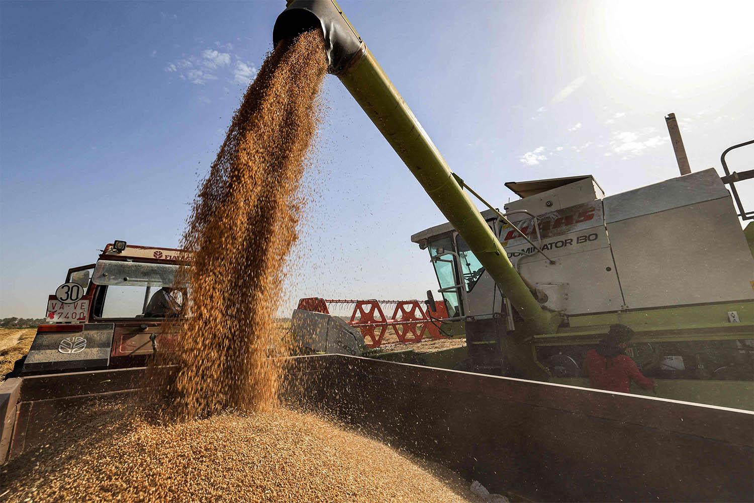 Iraqi wheat