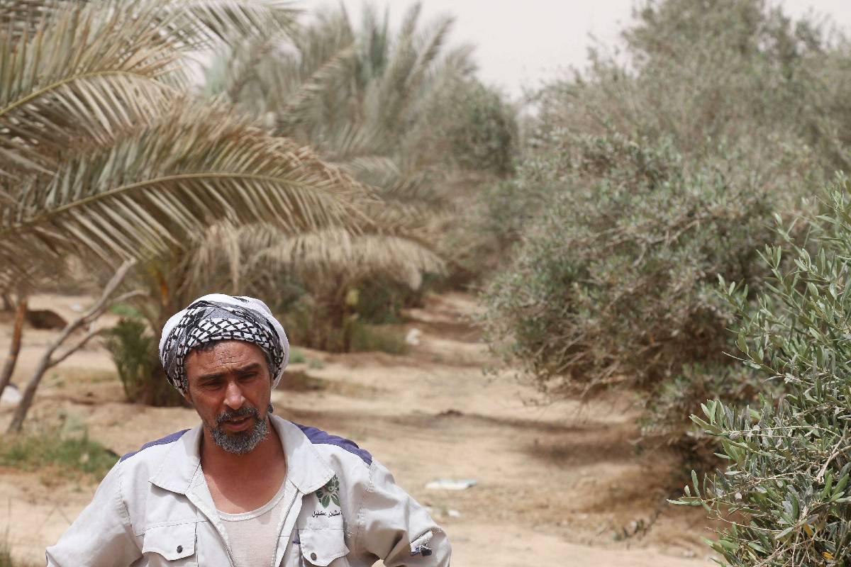 مزرعة نخيل وزيتون في كربلاء
