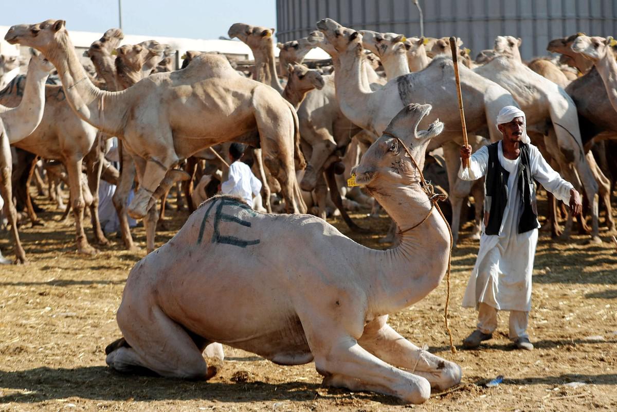 سوق 'برقاش'