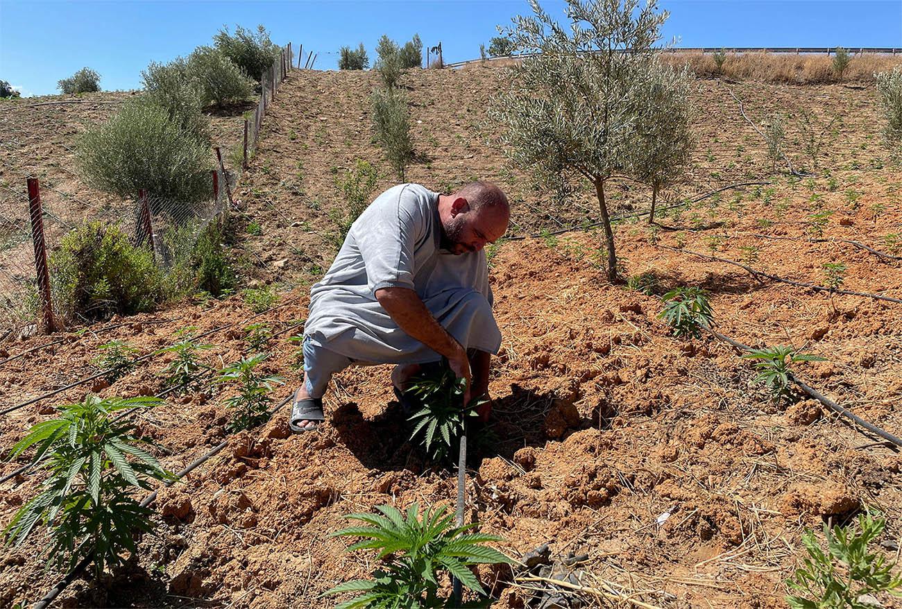 Abderrahman Talbi, a farmer, checks on cannabis plants at a field near the northern town of Bab Berred