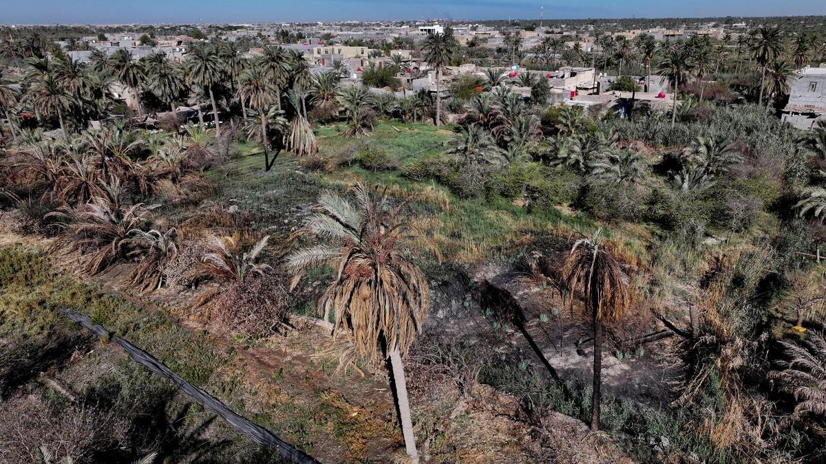 تدهور بيئي أثر على النحل