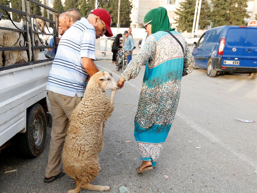خروف العيد 