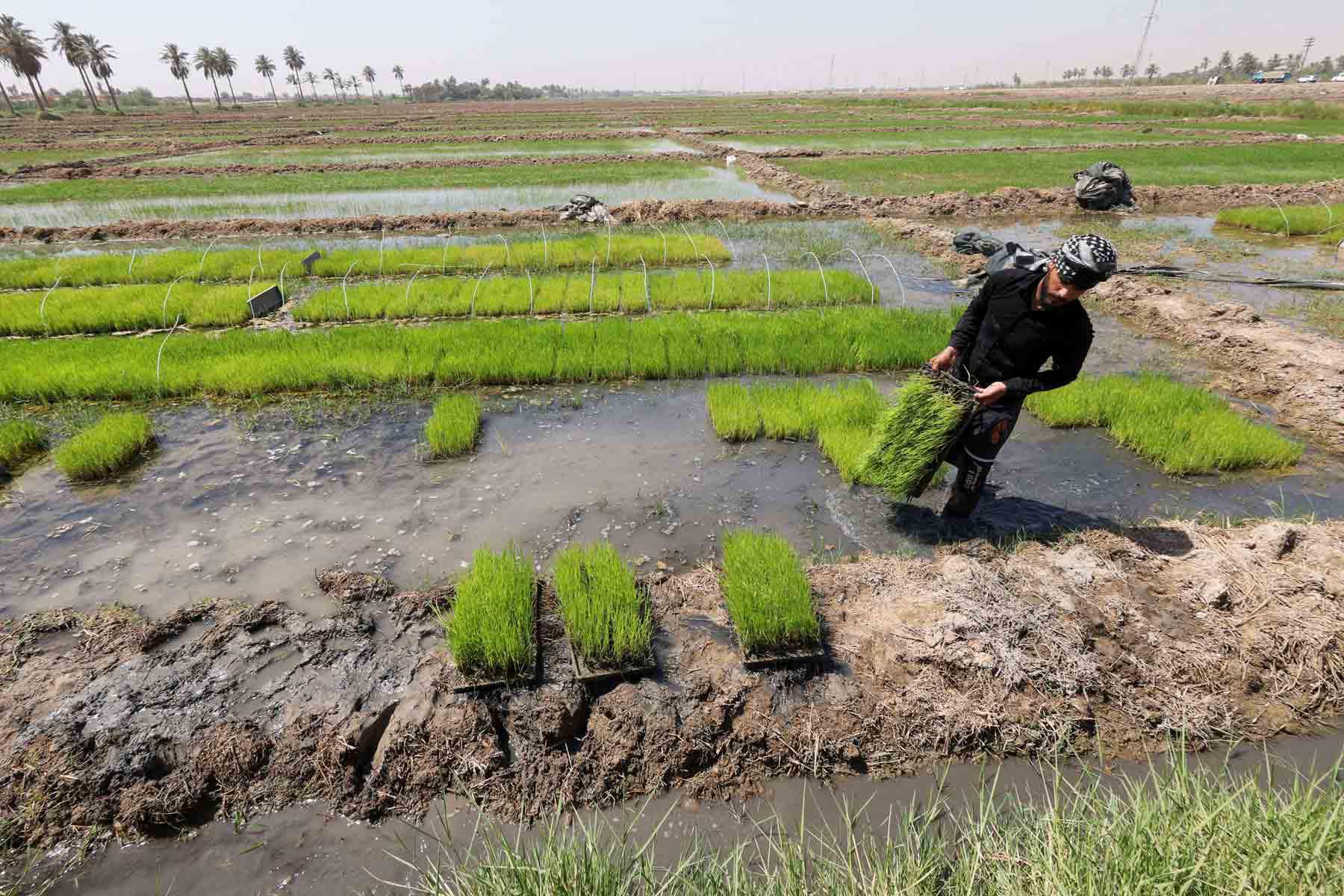 Fields alive again after years of thirst